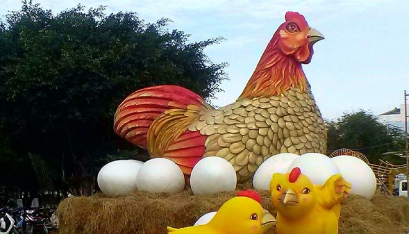Gà mẹ đẻ trứng trong hội hoa xuân Vũng Tàu