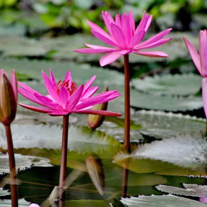 Promotion of Sun Spa Resort - 5th Anniversary Package