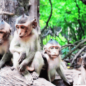 BIKE TOUR TO CAN GIO MANGROVE FOREST - 1 DAY TOUR