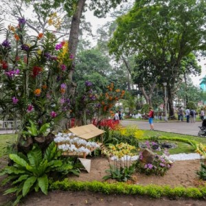 Chợ hoa Tết Sài Gòn thưa thớt, miền Tây đông đúc