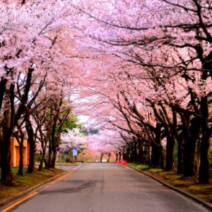 Chiêm ngưỡng những loài hoa đẹp nổi tiếng ở xứ Phù Tang