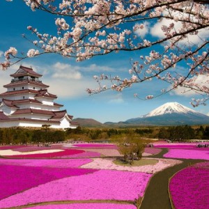 10 điểm ngắm hoa anh đào khoe sắc ở Nhật Bản và Hàn Quốc