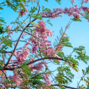 Hoa đỗ mai và keo lá tràm nở rực rỡ ở Phan Thiết