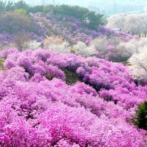 Lên Fansipan ngắm hàng ngàn cây đỗ quyên mùa lễ hội