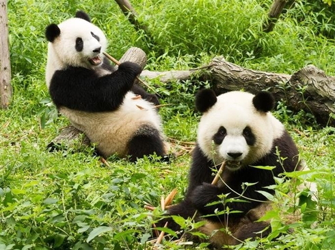 (Lễ 30/4) Thành Đô-Cửu Trại Câu-Công Viên Gấu Trúc-6N5D-Ks 4,5 Sao