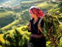 Hà Nội-Mù Cang Chải-Đèo Khau Phạ-Tú Lệ-2 Ngày 1 Đêm-Thứ 7 Hàng Tuần