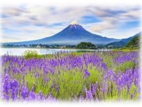 Lễ 30/4-Osaka–Kobe-Kyoto–Nagoya–Yamanashi-Tokyo-5N5D-Hàng Không VietJet Air