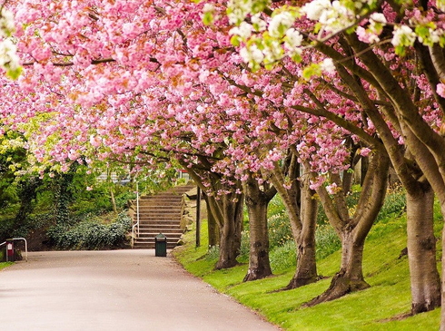 Hoa Anh Đào-Osaka-Kyoto-Nagoya-Núi Phú Sĩ-Tokyo-6N5D-Hàng Không Vietnam Airlines