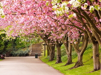 Hoa Anh Đào-Osaka-Kyoto-Nagoya-Núi Phú Sĩ-Tokyo-6N5D-Hàng Không Vietnam Airlines