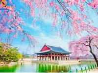 Hoa Anh Đào-Hàn Quốc-Busan–DaeGu-Seoul-6N5D-KS 3,4 Sao-Vietnam Airlines