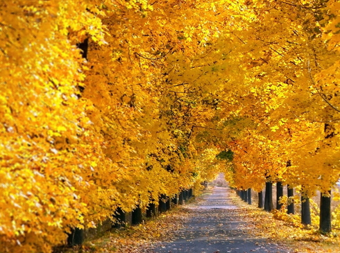 Mùa Lá Vàng-Khám Phá Nước Nga-Matxcova-Saint Petersburg-9N8D-Bay Thẳng Vietnam Airlines