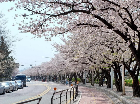 Hoa Anh Đào-Hà Nội–Seoul–Nami–Công Viên Eveland-Yeouido-5N4D-Hàng Không Vietnam Airlines