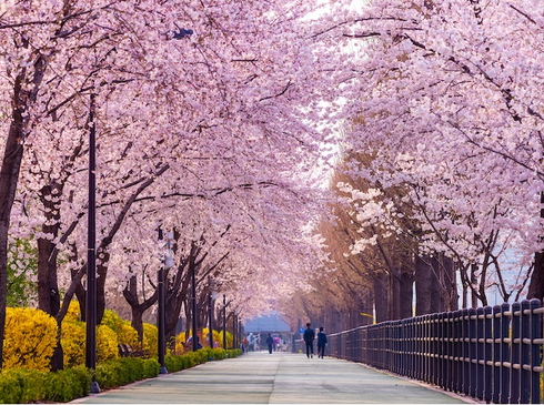 Hoa Anh Đào-Hà Nội–Seoul–Nami–Công Viên Eveland-5N4D-Hàng Không Vietnam Airlines