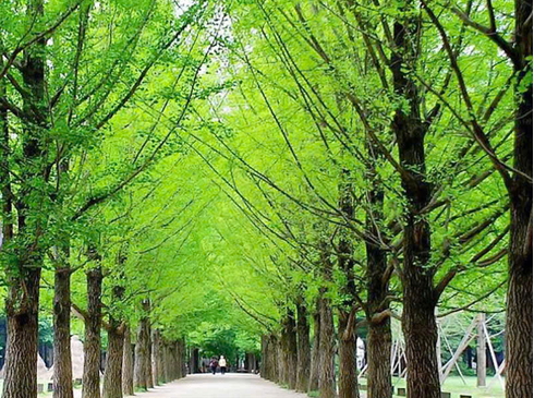 Hà Nội-Busan-Seoul-Nami-Tháp Nam San-Hái Dâu-Hà Nội-6N5D-Hàng Không VietJet Air