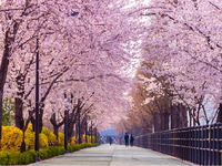 Hoa Anh Đào-Hà Nội–Seoul–Nami–Công Viên Eveland-5N4D-Hàng Không Vietnam Airlines