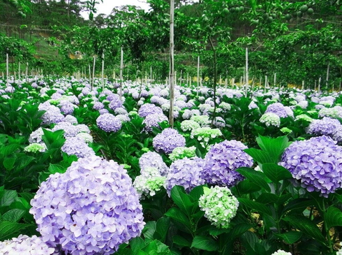 Tối Mùng 1,2,3 Tết-Đà Lạt-Khám Phá Miền Du Mục-Khúc Nhạc Cao Nguyên-3N3D-Đường Bộ