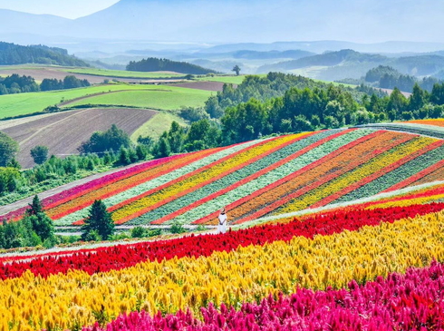 TRẢI NGHIỆM MÙA HOA OẢI HƯƠNG HOKKAIDO ASAHIKAWA – FARM TOMITA - JOZANKEI  OTARU – SAPPORO