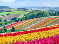 TRẢI NGHIỆM MÙA HOA OẢI HƯƠNG HOKKAIDO ASAHIKAWA – FARM TOMITA - JOZANKEI  OTARU – SAPPORO