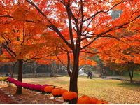 Mùa Lá Đỏ-Xứ Sở Kim Chi-Seoul–Nami-Everland-5N4D-KS 3,4 Sao