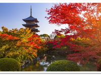 Mùa Thu Nhật Bản-Osaka–Nara–Kyoto–Nagoya-Yamanashi–Tokyo-5N5D-VietJet Air