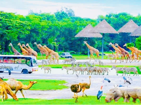 26,27 Tết-Bangkok-Pattaya-Công Viên Khủng Long Nongnooch-Buffet 86 Tầng BaiYoke Sky-5N4D
